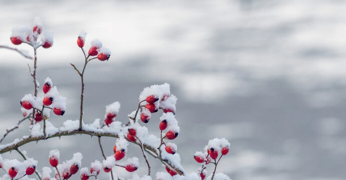 Red rose hips covered with white snow on branches on blurred winter background, frosty nature with bright berries under snow - Powered by Adobe