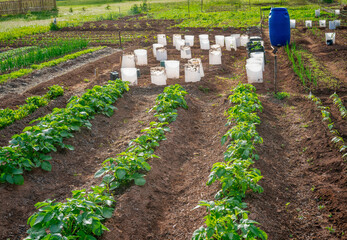 A large home vegetable gaden with potatoes in the foreground and tomatoes protected by white tubes in the background.