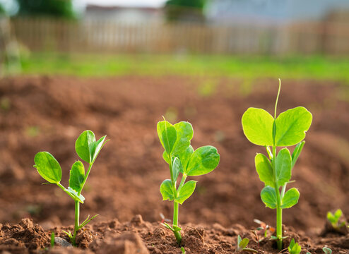 Young pea plants growing in a sunlit garden.