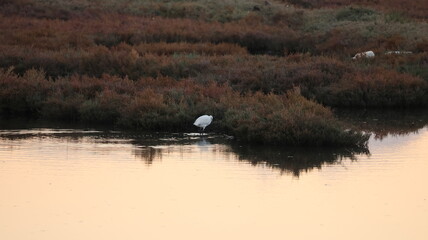 A flock of flamingos standing in shallow water at sunset, with warm colors reflecting on the surface. A serene and picturesque wildlife scene.