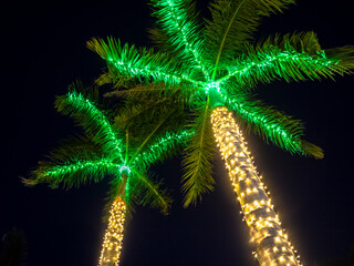 Looking up at the tops of palm trees with white and green christmas lights decorating the palm trees in Venice Florida USA