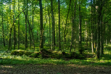 Obraz premium Dense forest, summer, Bialowieza Forest, Poland