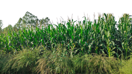 A vibrant green Lush Green Cornfield with Tall Stalks field in rural bangladesh sways under a clear blue sky, corn field with trees and grass on the side