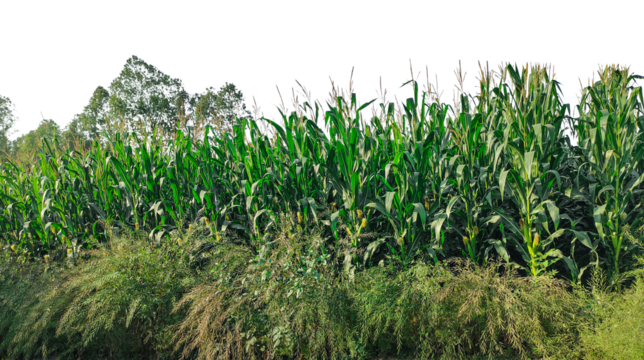 A vibrant green Lush Green Cornfield with Tall Stalks field in rural bangladesh sways under a clear blue sky, corn field with trees and grass on the side - Powered by Adobe