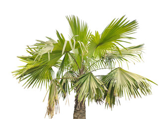 palm tree isolated on white, Tropical green palm tree with lush leaves and coconut branches isolated on a white background for summer travel and island nature photo 