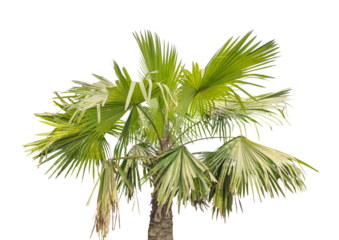 palm tree isolated on white, Tropical green palm tree with lush leaves and coconut branches isolated on a white background for summer travel and island nature photo 