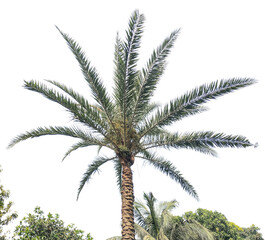 palm tree isolated, Isolated tropical green date palm tree with natural leaves and branch foliage...