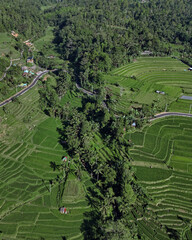 Aerial Rice Terraces In Ubud Bali Showcase Layered Emerald Paddies, Winding Rural Roads, Scattered Huts, Dense