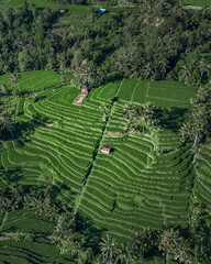 Aerial View Rice Terraces Jatiluwih Bali Sunny Verdant Terraced Slopes With Scattered Huts Narrow Irrigation