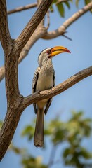 Yellow-billed hornbill bird perches on a branch against a clear blue sky.