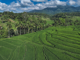 Aerial View Rice Terraces Jatiluwih Bali Sunny Verdant Terraced Slopes With Scattered Huts Narrow Irrigation