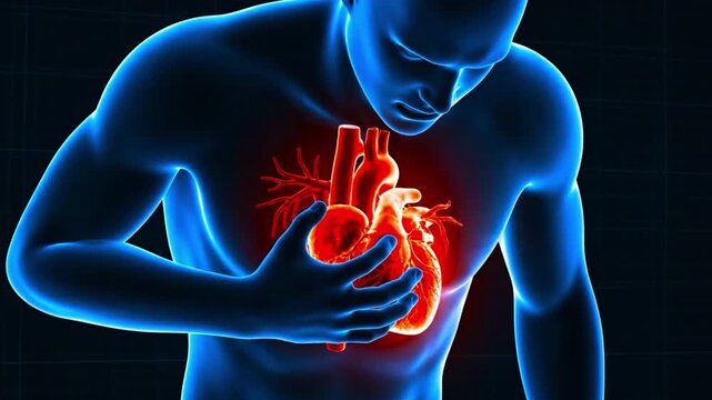 Medical 3D illustration of human anatomy showing a glowing red heart and chest pain representing heart attack or cardiovascular disease for healthcare and cardiology concept