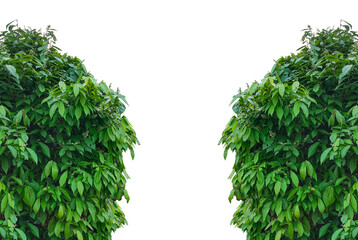 Lush Green Leaves Framing White Space, Fresh green parsley bunch isolated on white background, a...