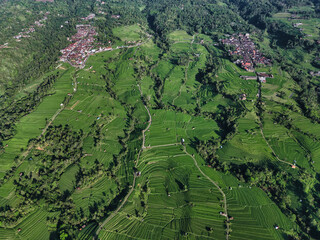 Aerial Top Down View Rice Terraces Lush Green Patchwork Of Terraced Paddies, Winding Footpaths, Scattered