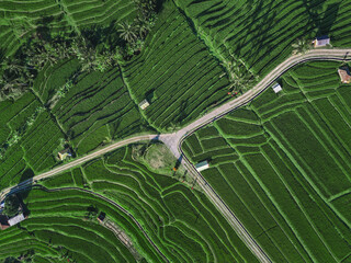Aerial Drone View Of Rice Terraces At Crossroads, Winding Road Slicing Vibrant Green Paddies, Layered Contours