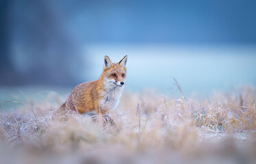 Red fox ( Vulpes vulpes ) in winter scenery