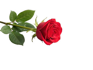 Fototapeta premium Red rose stem isolated on transparent background
