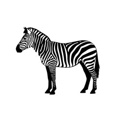 Obraz premium A detailed black and white illustration of a zebra standing in profile, showcasing its distinctive striped pattern against a plain background.
