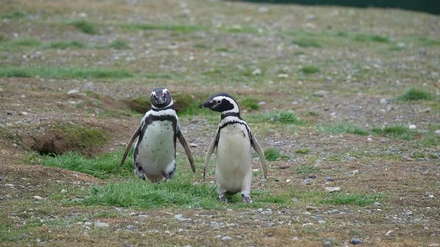 Punta Arenas, Chile: Slow motion footage of two penguins walking out of nest in Magdalena island near Puntas Arenas of Patagonia in Chile in south America