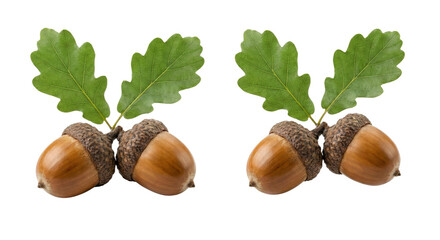 Freshly Picked Acorns with Vibrant Green Oak Leaves on Isolated Transparent Background