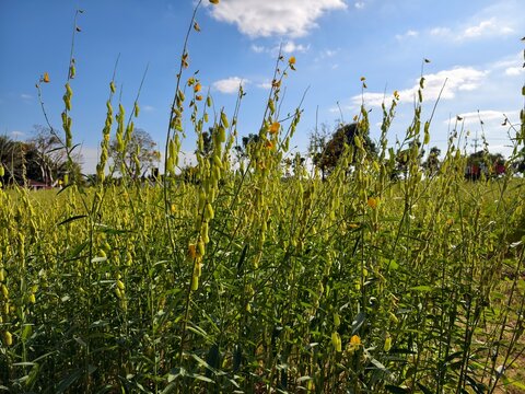 Hemp and leguminous plants are used to improve the soil.