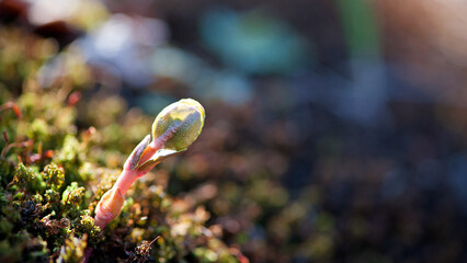 A small plant germinates in spring. Close up of young seeds germination and growing plants, wet green moss, natural background. growing, sprout, early spring. awakening of nature, macro nature