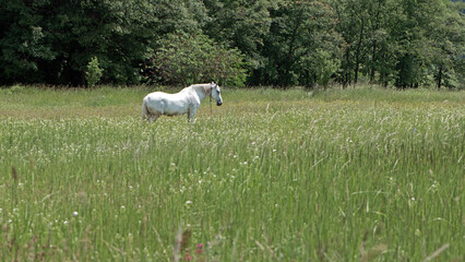 Fototapeta premium beautiful white horse on green grass in the field. Arabian horse, white horse stands in an agriculture field with juicy grass in sunny weather. strong, hardy and fast animal. grazing in the meadow