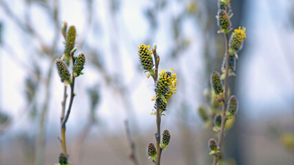 Fototapeta premium fluffy yellow flowers bloom on a willow branch. Yellow flowers of a willow on a branch in the spring forest. beautiful festive spring background. nature, bokeh, close-up, Macro photo