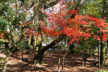 Fototapeta premium 日本神話：神聖な森と川（神宮・五十鈴川）