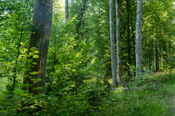Obraz premium Dense forest, summer, Bialowieza Forest, Poland