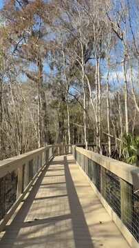 Timelapse along the boardwalk through the swamp at Spring Hammock Preserve in Longwood near Sanford, Florida