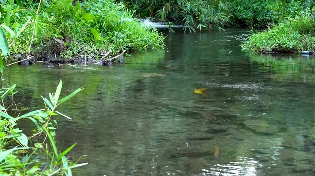 Crystal clear river water flowing over stones in a lush green forest.Close up view of a transparent mountain stream with visible rock botom.Calm tropical nature background showing environmental purity