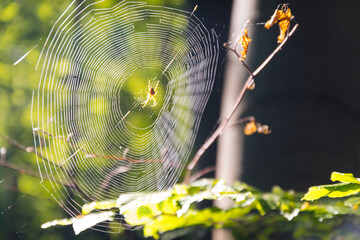 Mały pająk w sieci © ikrak