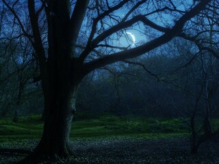 Young moon shining through tree branches. Night landscape with moon in the sky over spring forest. Dreamy view.
