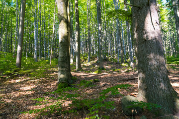 Majestatyczne pnie drzew w lesie © ikrak