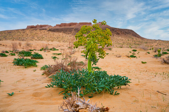 Blooming ferula plant in the sand dunes in front of the Ayaz Kala Fortress in the Kyzylkum Desert, Uzbekistan, Central Asia