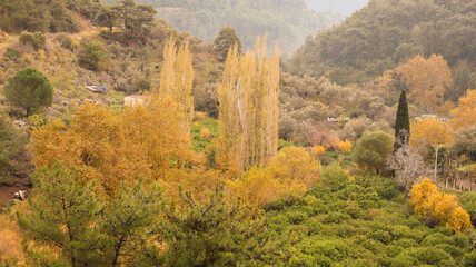 A solitary autumn tree displaying vibrant fall colors, symbolizing seasonal change, natural beauty, and the calm atmosphere of nature.