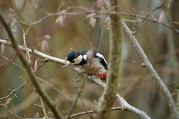 Close-up of great spotted woodpecker Dendrocopos major at hazel bush at Swiss city of Z&uuml;rich on a winter day. Photo taken December 26th, 2025, Zurich, Switzerland.