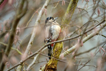 Close-up of great spotted woodpecker Dendrocopos major at hazel bush at Swiss city of Z&uuml;rich on a winter day. Photo taken December 26th, 2025, Zurich, Switzerland.