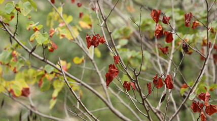 A solitary autumn tree displaying vibrant fall colors, symbolizing seasonal change, natural beauty, and the calm atmosphere of nature.