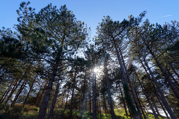 Obraz premium Pine trees on the Annoville sand dunes in normandy coast