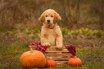 A cute golden retriever puppy looks out from a wooden box decorated with a red plaid blanket. Three orange pumpkins are placed in front of the crate on green grass in a fall park.