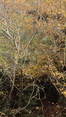 A solitary autumn tree displaying vibrant fall colors, symbolizing seasonal change, natural beauty, and the calm atmosphere of nature.