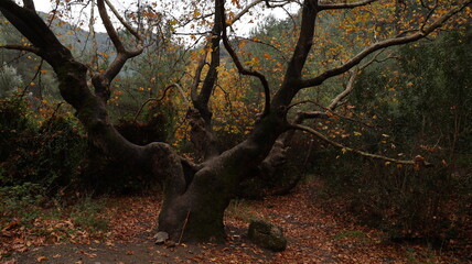 A solitary autumn tree displaying vibrant fall colors, symbolizing seasonal change, natural beauty, and the calm atmosphere of nature.