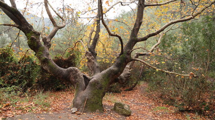 A solitary autumn tree displaying vibrant fall colors, symbolizing seasonal change, natural beauty, and the calm atmosphere of nature.