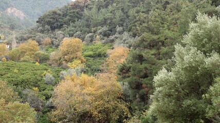 A solitary autumn tree displaying vibrant fall colors, symbolizing seasonal change, natural beauty, and the calm atmosphere of nature.