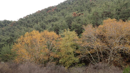 A solitary autumn tree displaying vibrant fall colors, symbolizing seasonal change, natural beauty, and the calm atmosphere of nature.