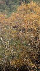 A solitary autumn tree displaying vibrant fall colors, symbolizing seasonal change, natural beauty, and the calm atmosphere of nature.