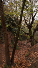A solitary autumn tree displaying vibrant fall colors, symbolizing seasonal change, natural beauty, and the calm atmosphere of nature.