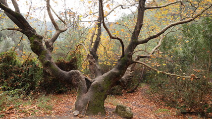 A solitary autumn tree displaying vibrant fall colors, symbolizing seasonal change, natural beauty, and the calm atmosphere of nature.